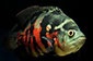 Astronotus ocellatus