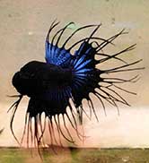 Betta splendens Crowntail