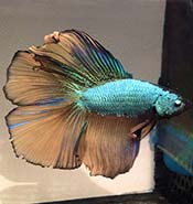 Betta splendens Double Tail