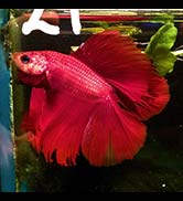 Betta splendens double tail