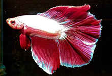 Betta Double Tail