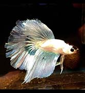 Betta splendens halfmoon