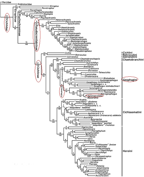 arbre de classification cichlidae cichlinae apistogramma