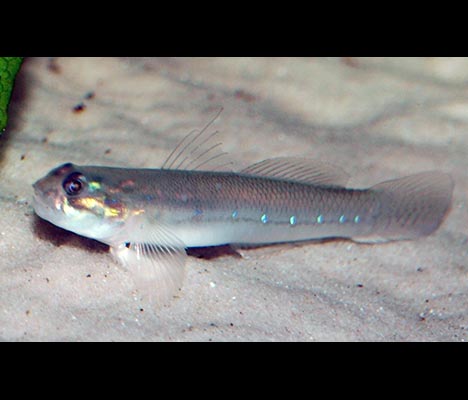 Acentrogobius viridipunctatus