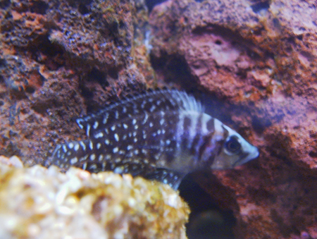 Altolamprologus calvus