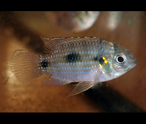 Anomalochromis thomasi