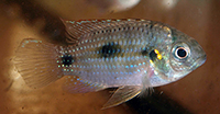 Anomalochromis thomasi