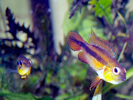 Apistogramma agassizi double rouge femelles en parade d'intimidation