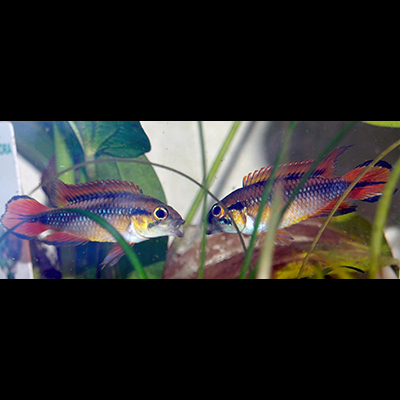 Apistogramma agassizii double rouge