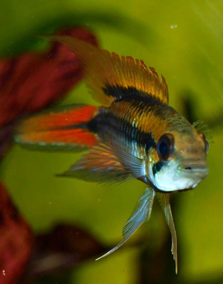 apistogramma agassizii double rouge mâle