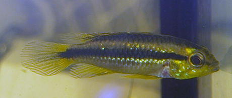 apistogramma agassizii Itaya femelle