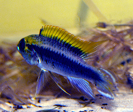 apistogramma agassizii itaya mâle