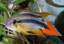 Apistogramma agassizi mâle