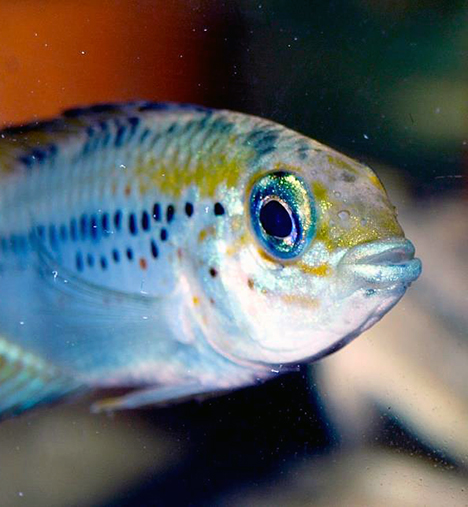 Apisto sp. red point