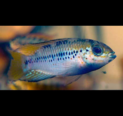 Apistogramma alacrina