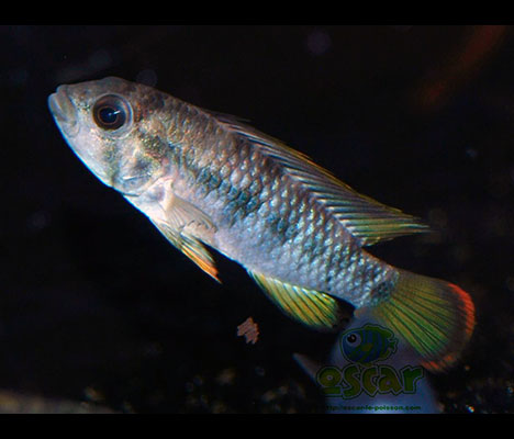 Apistogramma baenschi (A. nijsseni high fin