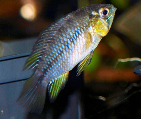 Apistogramma borelli