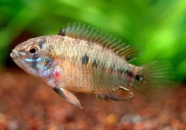 apistogramma borellii femellle