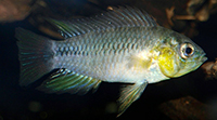 Apistogramma borellii