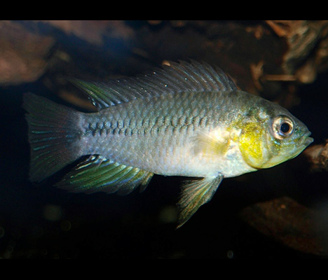 Apistogramma borellii