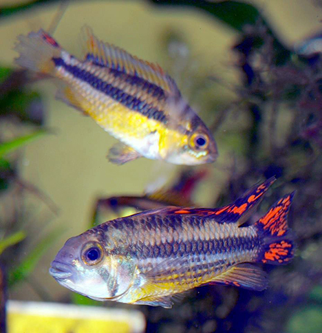 couple Apistogramma cacatuoides super red (double rouge)