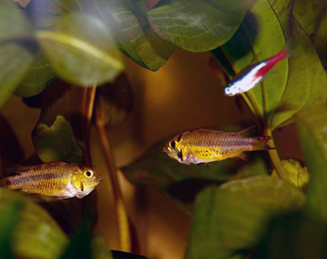 Apistogramma cacatuoides double rouge femelles en parade d'intimidation