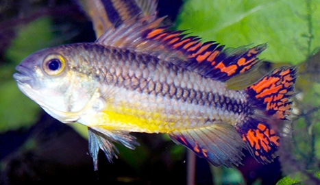 Apistogramma cacatuoides double rouge