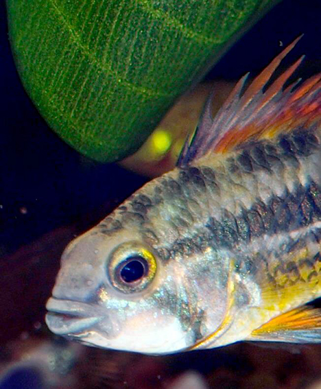 Apistogramma cacatuoides super red (double rouge)