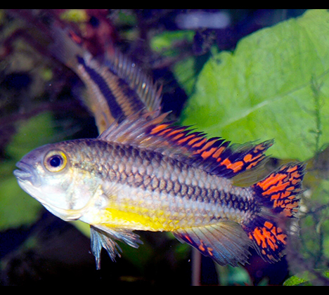 couple Apistogramma mâle cacatuoides super red (double rouge)