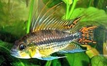 apistogramma cacatuoides