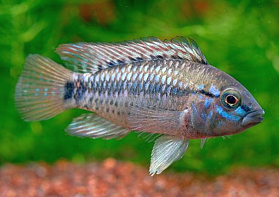 Apistogramma cruzi mâle et femelle