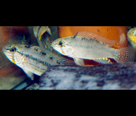 Apistogramma commbrae couple