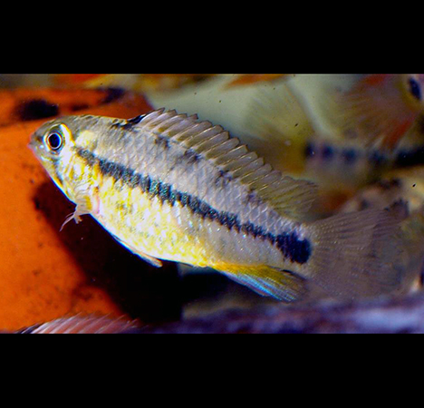 apistogramma commbrae femelle