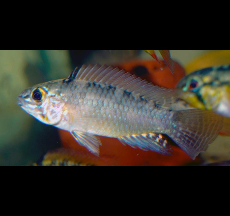 apistogramma commbrae male