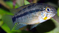 Apistogramma commbrae mâle