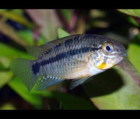 Apistogramma commbrae mâle