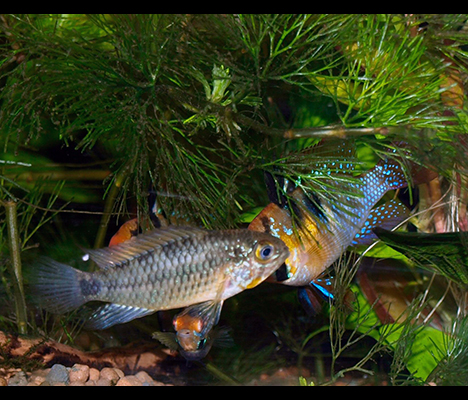 Apistogramma commbrae & Mickrogeophagus ramirezi