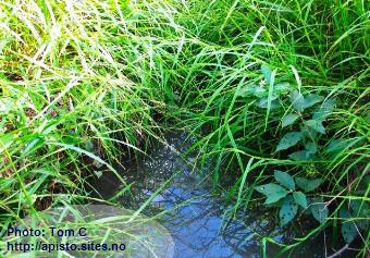 habitat apistogramma cruzi