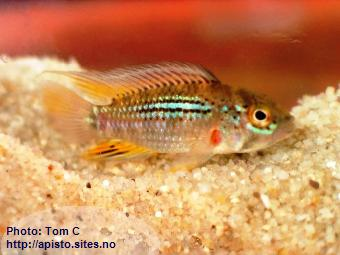 apistogramma cruzi