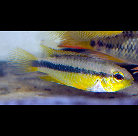 Apistogramma erythrura femelle