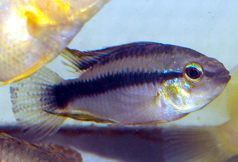 Apistogramma erythrura (ex. sp. mamore) mâle