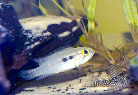 Apistogramma gephyra femelle et hypancistrus L411