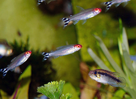 apistogramma gephyra femelle en livrée jaune