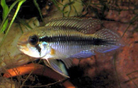 apisto gephyra