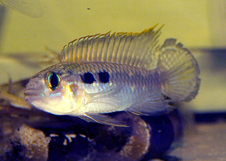 apistogramma gephyra mâle