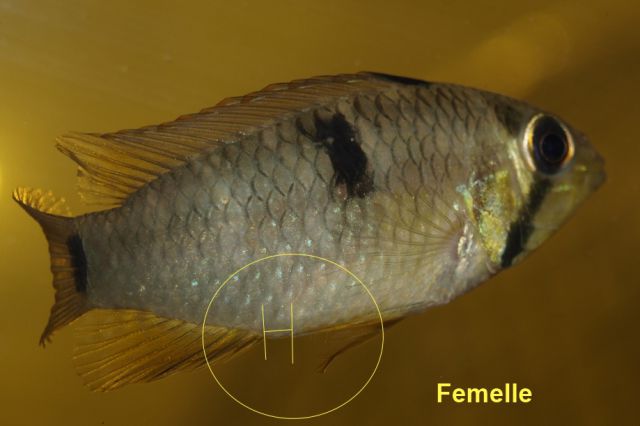 apistogramma hippolytae femelle