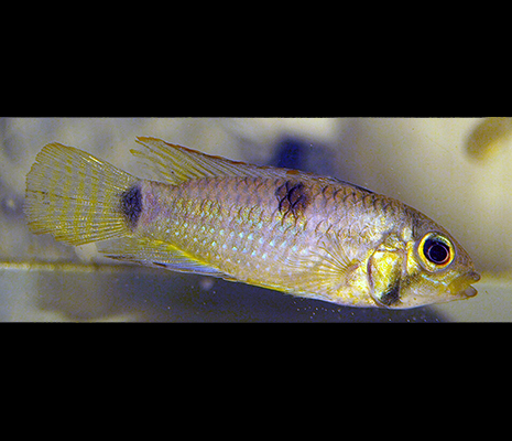 apistogramma hippolytae mâle