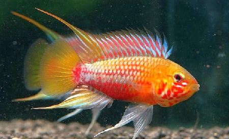 Apistogramma hongsloi II