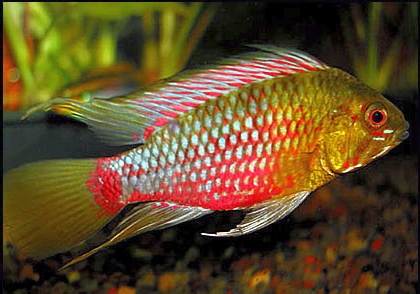 Apistogramma hongsloi