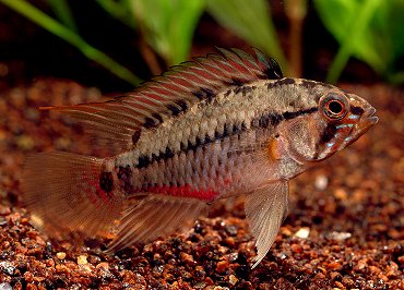 apistogramma hongsloi mâle puis femelle sur naissain